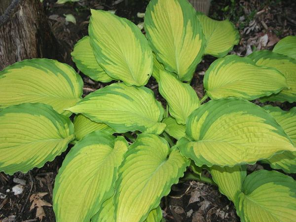 Hosta 'Journey's End'