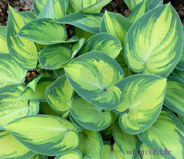 Hosta 'June'
