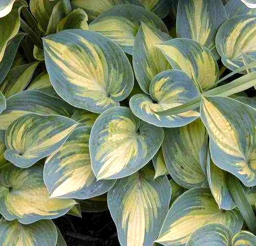 Hosta 'June'