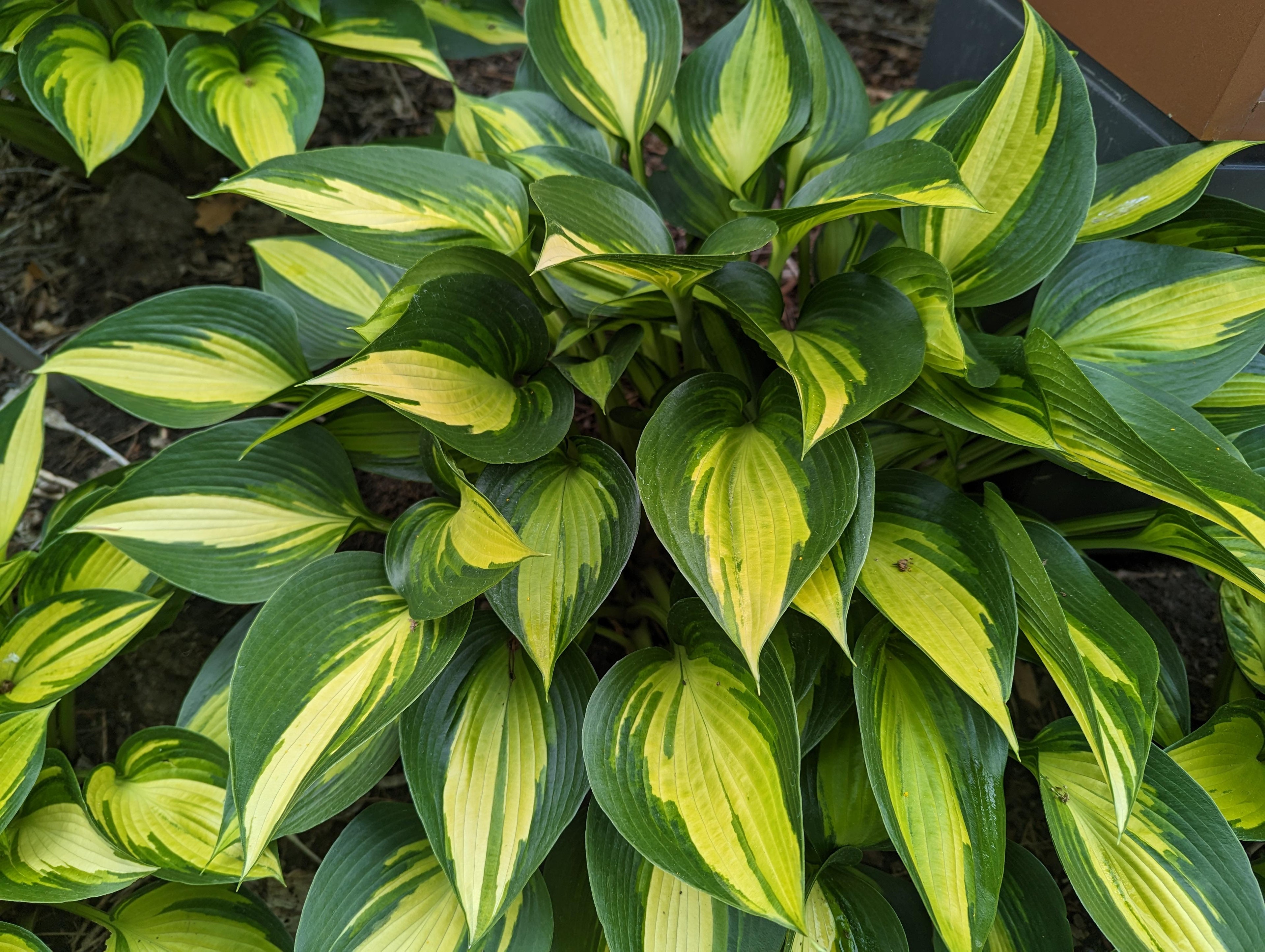 Hosta 'June Spirit'
