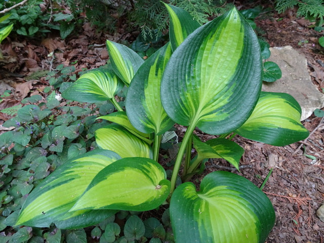 Hosta 'June Spirit'