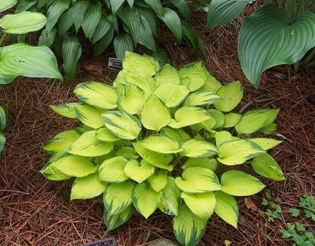 Hosta 'Just So'