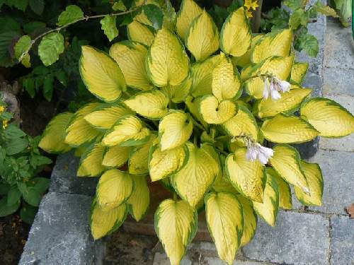 Hosta 'Just So'