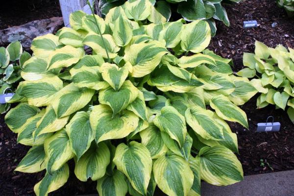 Hosta 'Katie Q'
