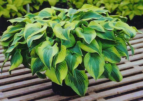 Hosta 'Katie Q'