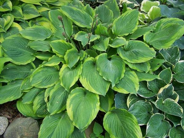 Hosta 'Key Lime Pie'