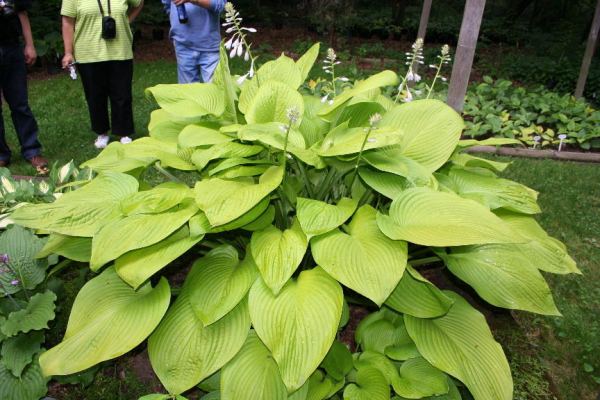 Hosta 'Key West'