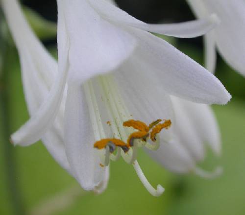 Hosta 'King Tut'