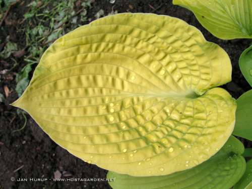 Hosta 'King Tut'