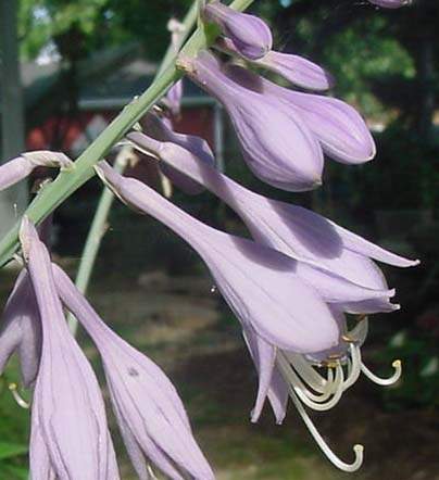Hosta 'Krossa Regal'