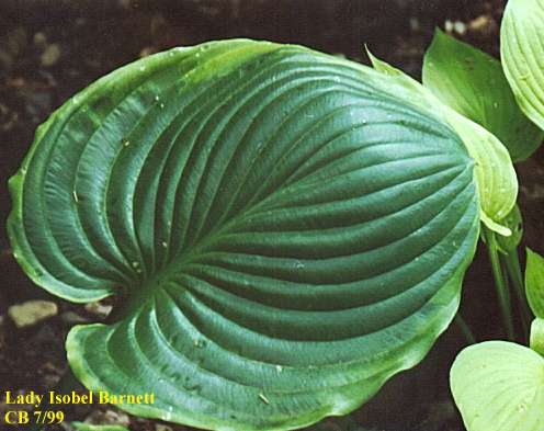 Hosta 'Lady Isobel Barnett'