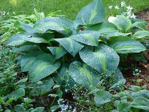 Hosta 'Lakeside Shoremaster'