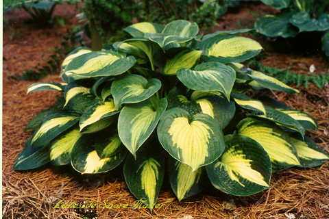 Hosta 'Lakeside Shoremaster'