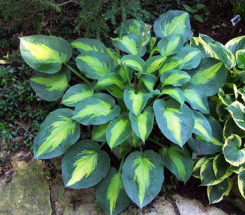 Hosta 'Lakeside Shoremaster'