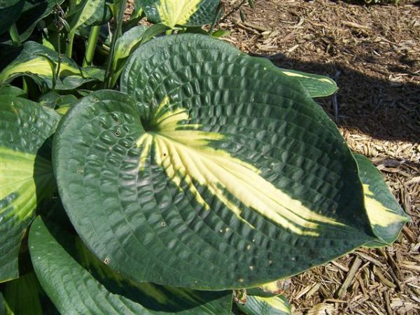Hosta 'Lakeside Shoremaster'