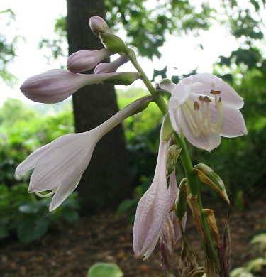 Hosta 'Last Dance'