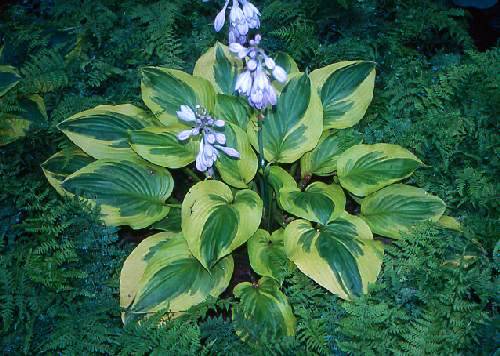 Hosta 'Last Dance'