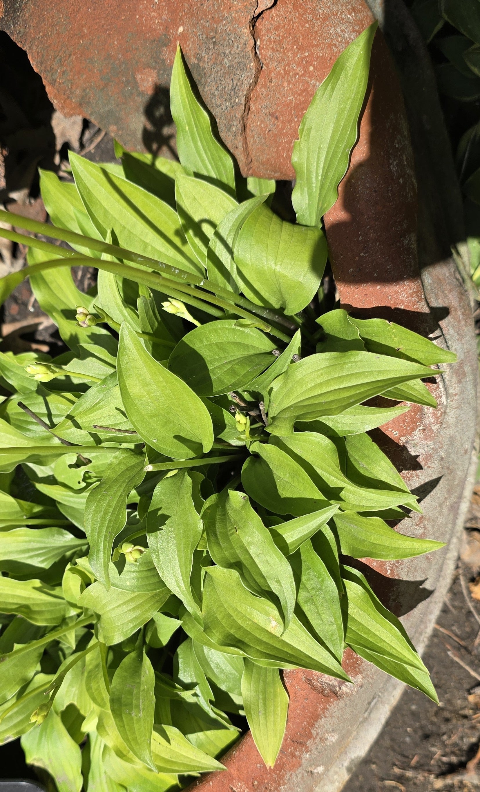Hosta 'Lemon Lime'