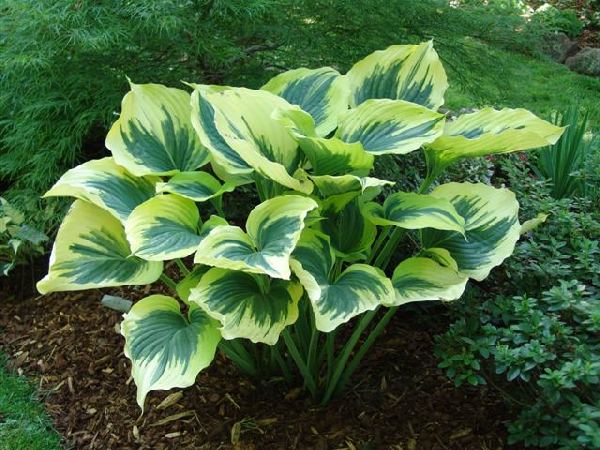 Hosta 'Liberty'