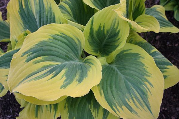 Hosta 'Liberty'