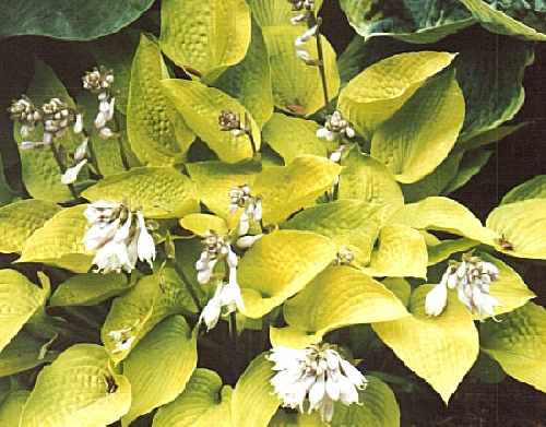 Hosta 'Little Aurora'