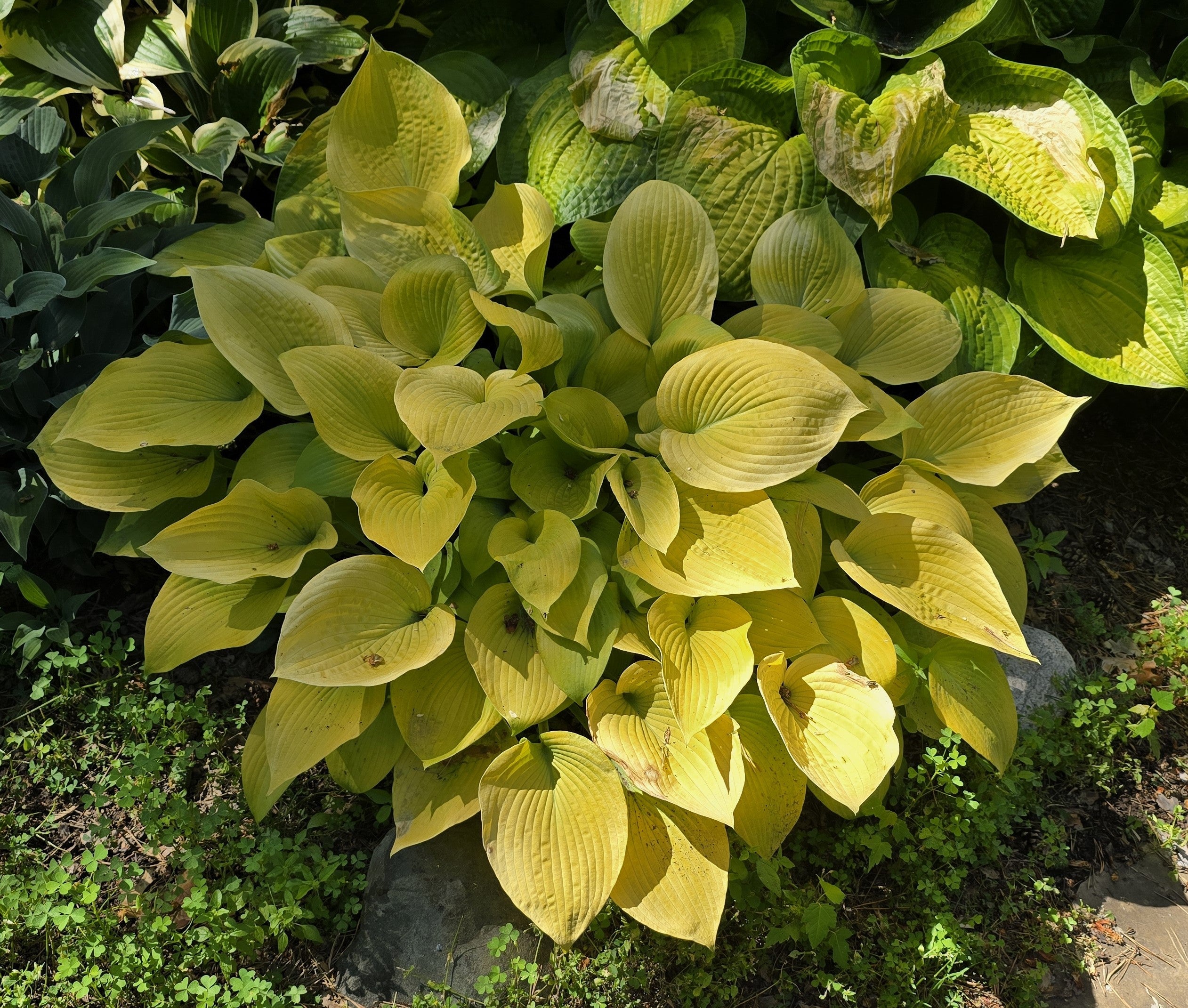 Hosta 'Little Aurora'