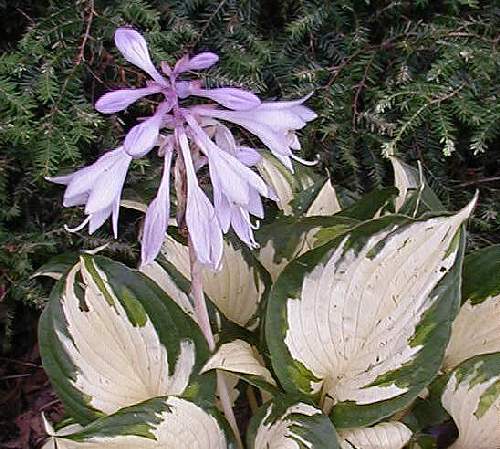 Hosta 'Loyalist'