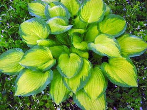Hosta 'Lunar Orbit'