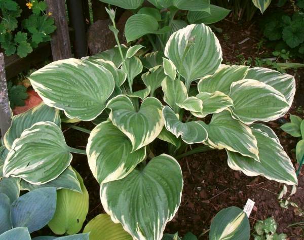 Hosta 'Mardi Gras'