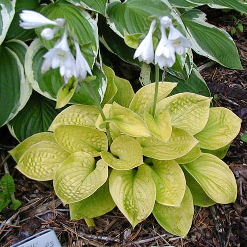 Hosta 'Maui Buttercups'