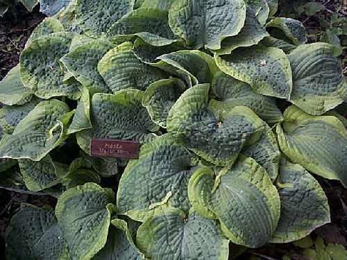 Hosta 'Mayan Moon'