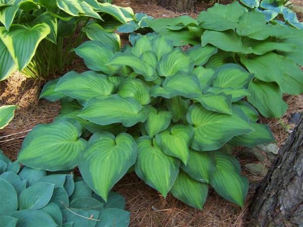 Hosta 'Midwest Magic'