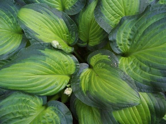 Hosta 'Midwest Magic'