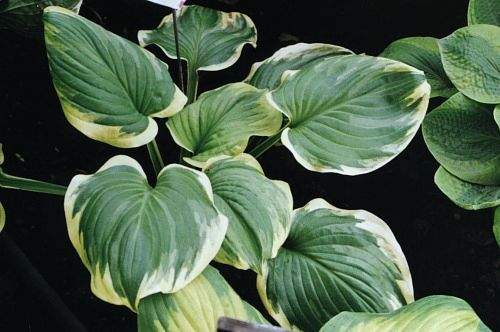 Hosta 'Miss Saigon'
