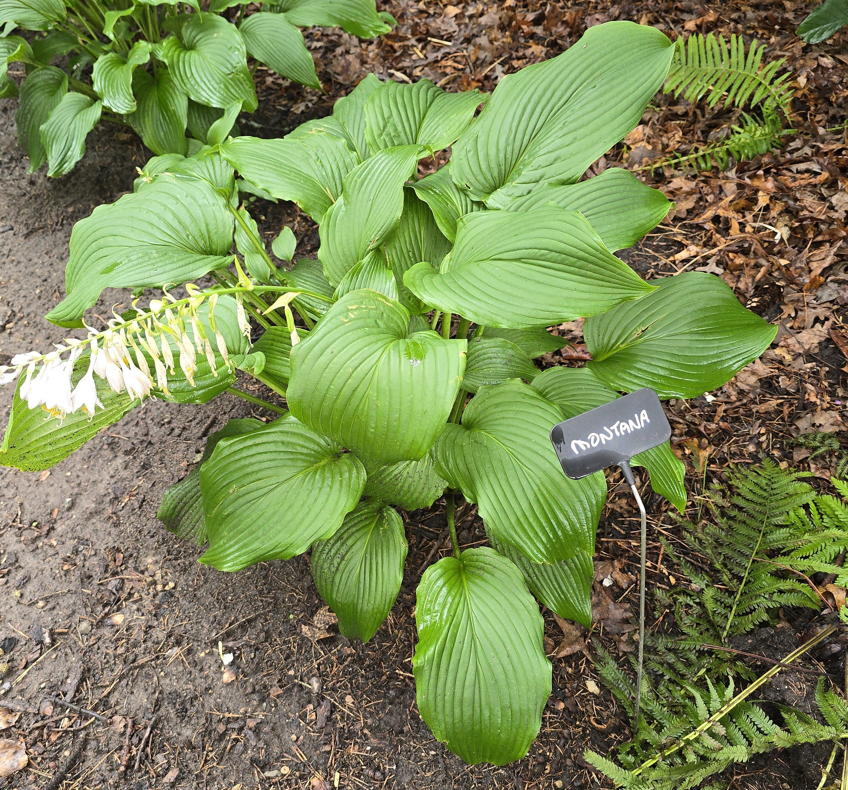 Hosta 'montana'