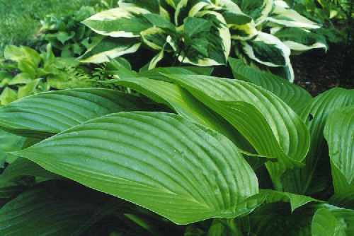 Hosta 'montana'