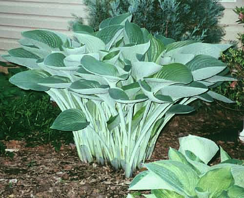 Hosta 'nigrescens'
