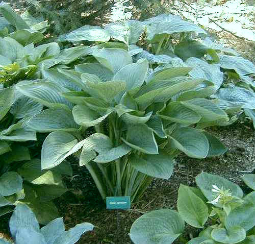 Hosta 'nigrescens'