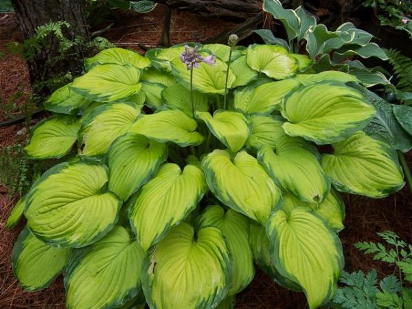 Hosta 'Old Glory'