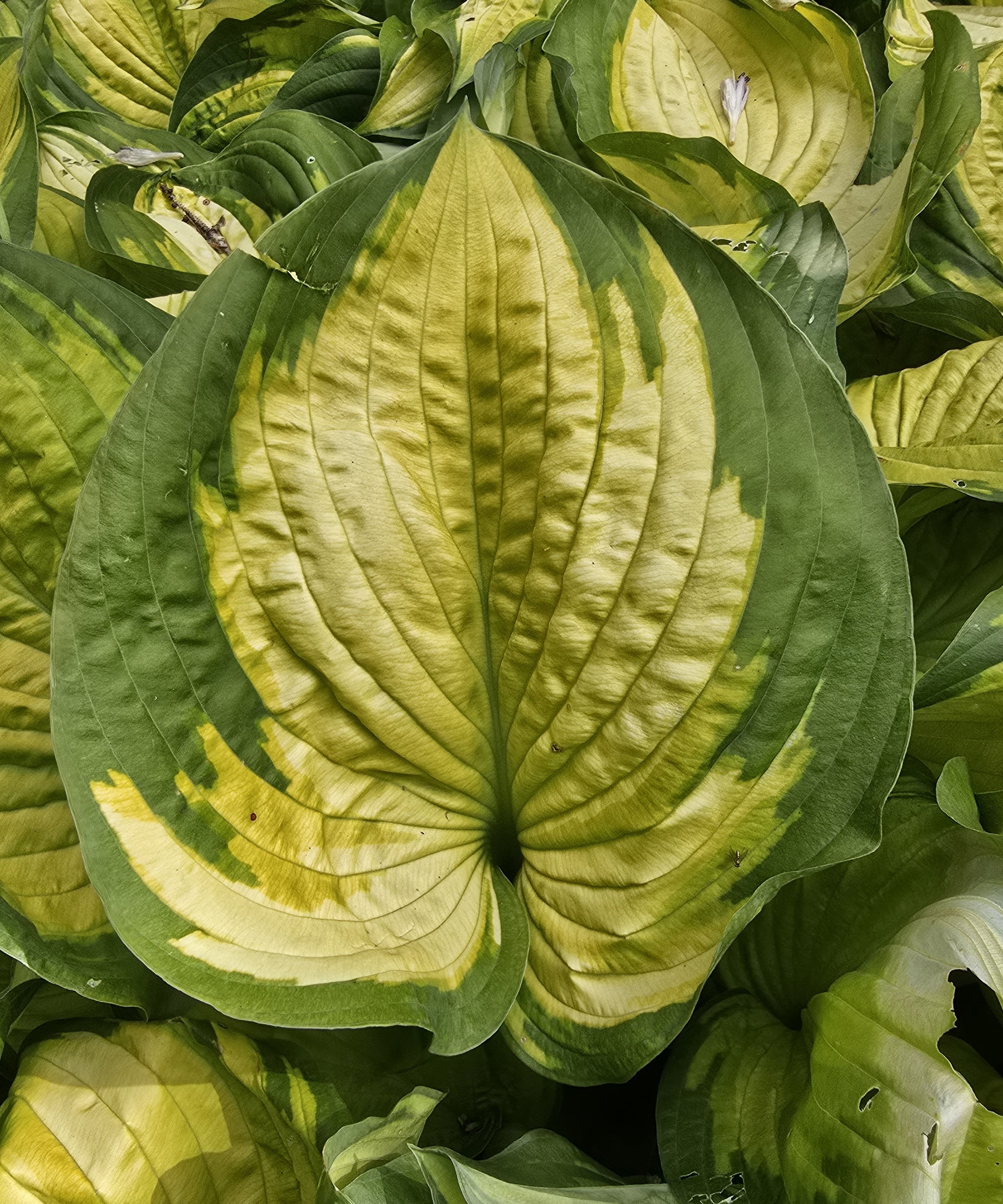 Hosta 'Old Glory'