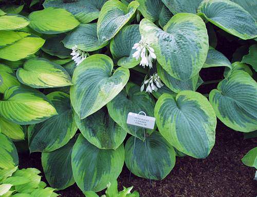 Hosta 'Olive Bailey Langdon'