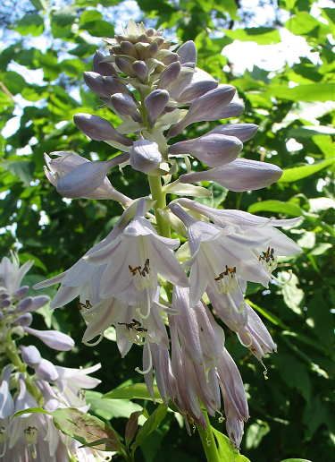 Hosta 'On Stage'