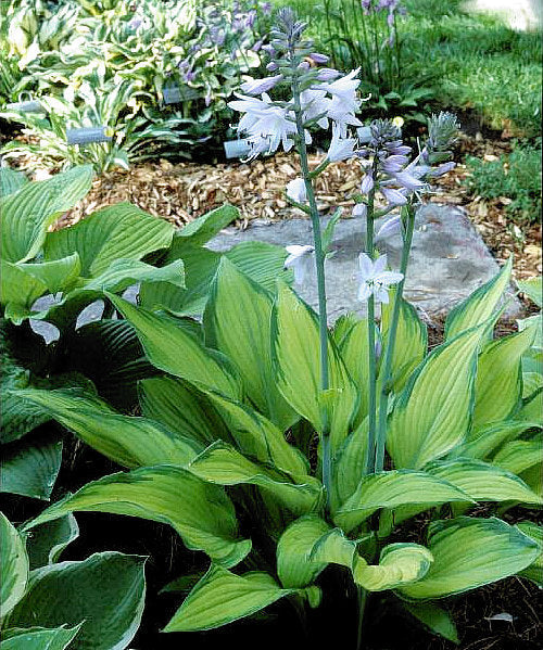 Hosta 'Paradise Power'