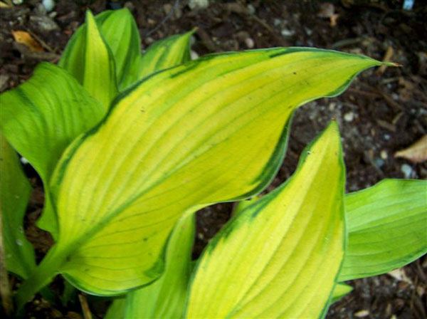 Hosta 'Paradise Power'