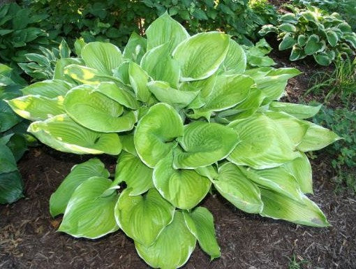 Hosta 'Parhelion'
