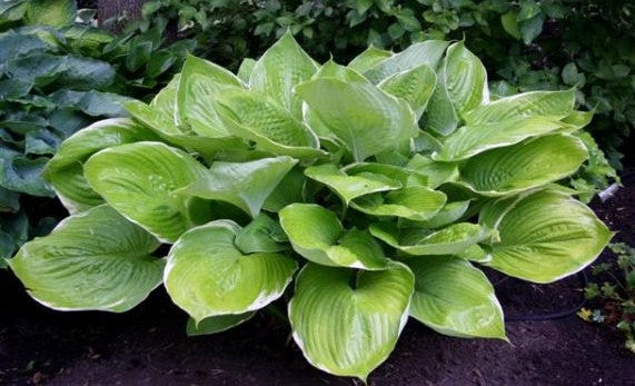 Hosta 'Parhelion'