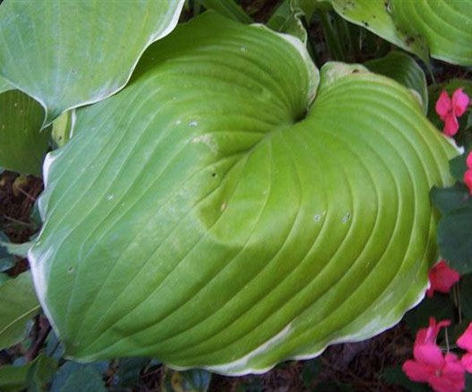 Hosta 'Parhelion'