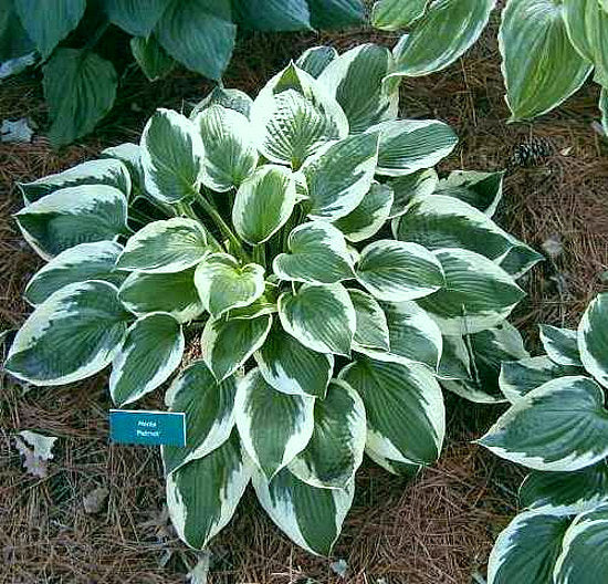 Hosta 'Patriot'
