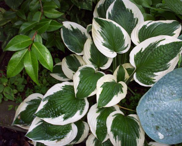 Hosta 'Patriot'