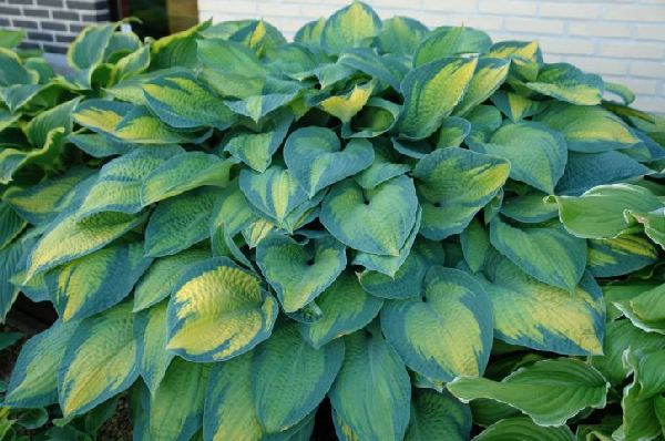 Hosta 'Paul's Glory'